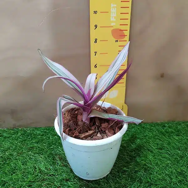 Tradescantia Spathacea Rhoeo Tricolor Houseplants Live Plant - Image 3