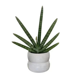 Sansevieria boncel ( snake plant or mother-in-law’s tongue)