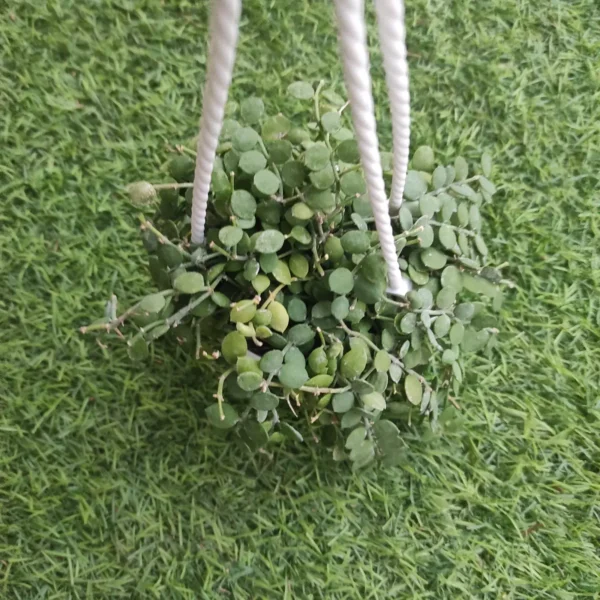 Dischidia nummularia (String of Nickels) - Image 4