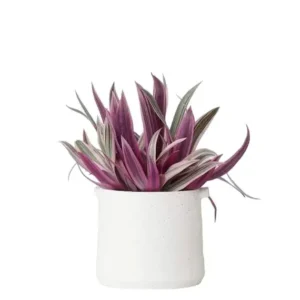 Tradescantia Spathacea Rhoeo Tricolor Houseplants Live Plant