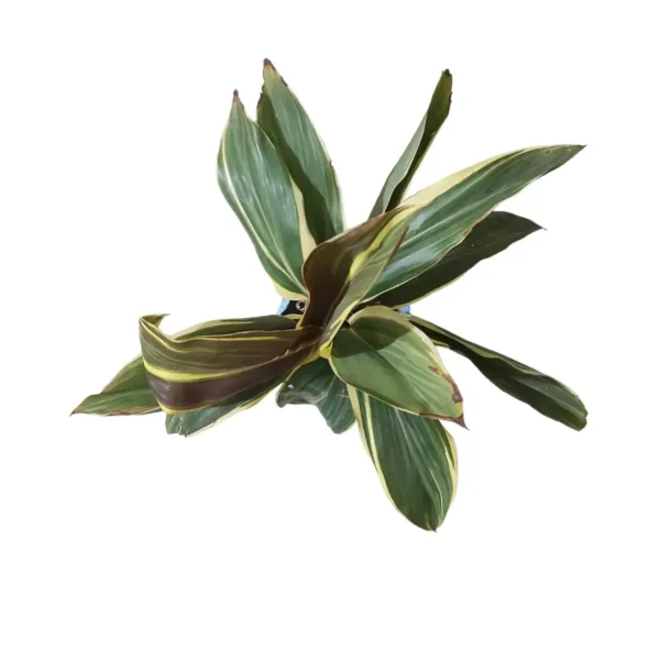 Cordyline Fruiticosa ‘Miss Andrea’ Live Plant