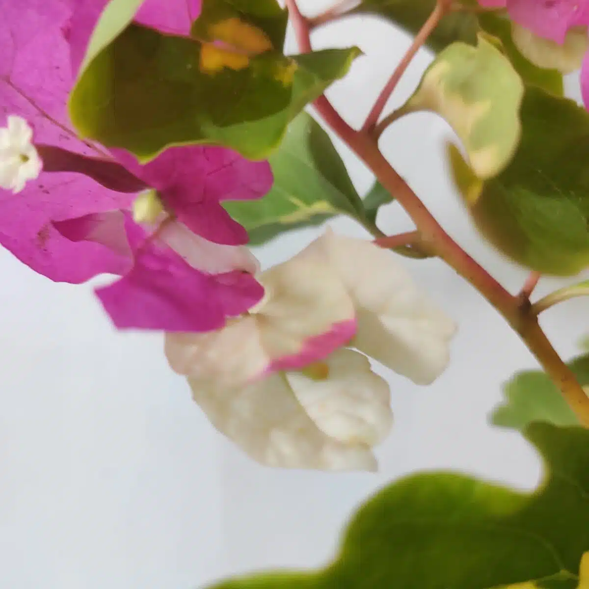 Bougainvillea Vicky (Paperflower) - Image 8