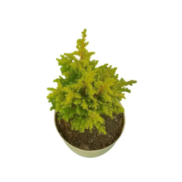 Golden Cypress Live Plant - Image 2