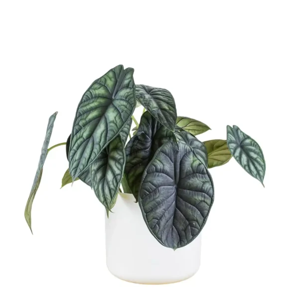 Alocasia Dragon Scale (baginda) - Image 4