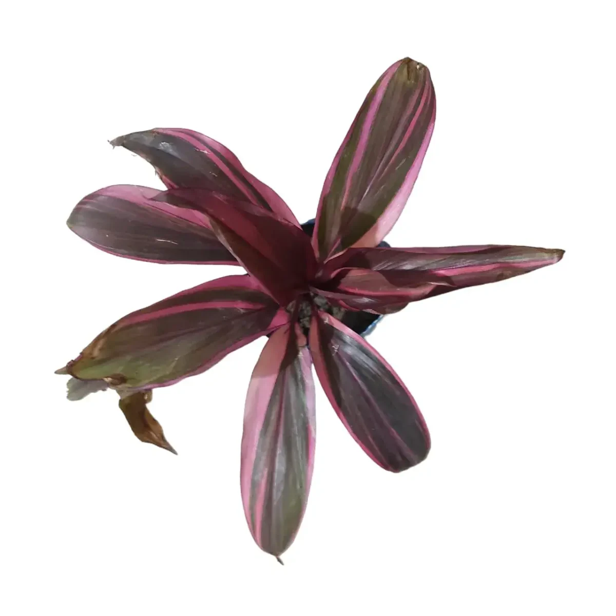 Cordyline Fruiticosa Red Sister Hawaiian Ti Live Plant - Image 2