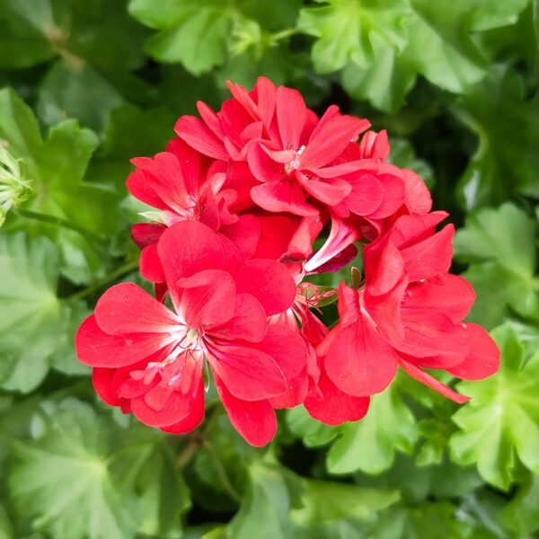 Pelargonium Peltatum Red (Ivy Geranium) - Image 3
