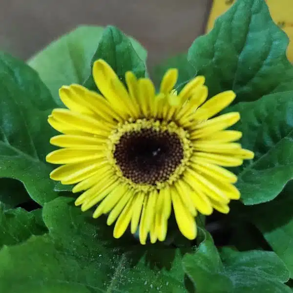 Gerbera (African daisy) Live Plant in mixed color - Image 5