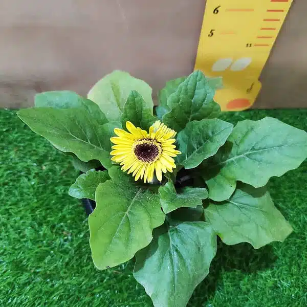 Gerbera (African daisy) Live Plant in mixed color - Image 4