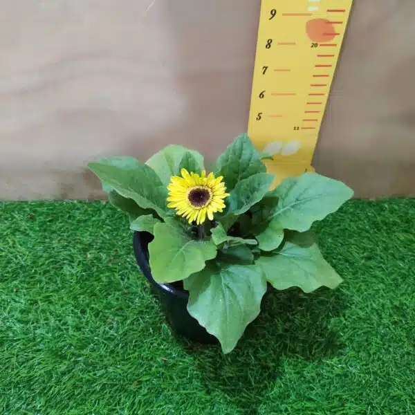 Gerbera (African daisy) Live Plant in mixed color - Image 3