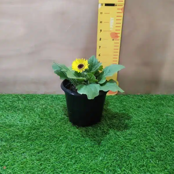 Gerbera (African daisy) Live Plant in mixed color - Image 2