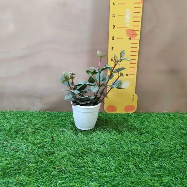 Peperomia puteolata (Parallel Peperomia) - Image 6