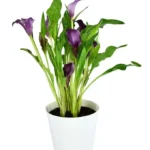 Calla Lily Purple (Zantedeschias)