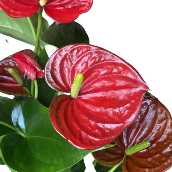 Anthurium andraeanum Sucess Red - Image 2