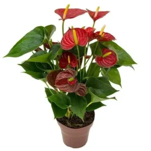 Anthurium andraeanum Sucess Red