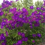 Tibouchina plant