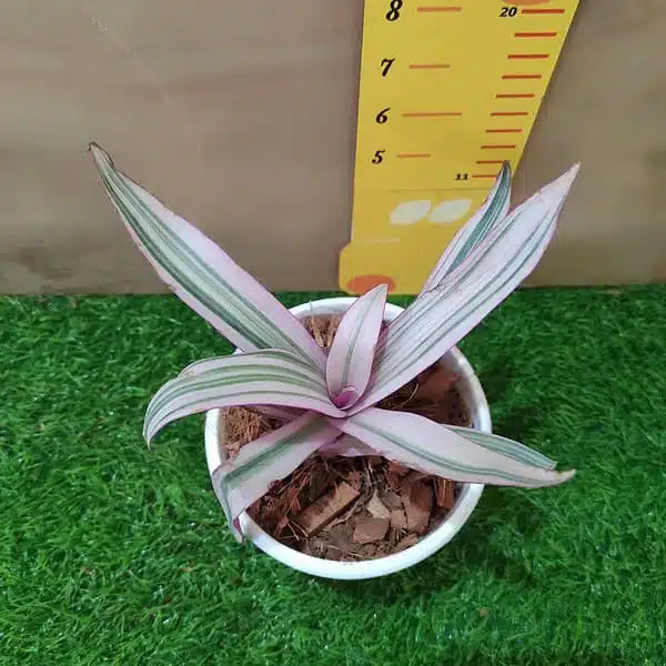 Tradescantia Spathacea Rhoeo Tricolor Houseplants Live Plant - Image 4