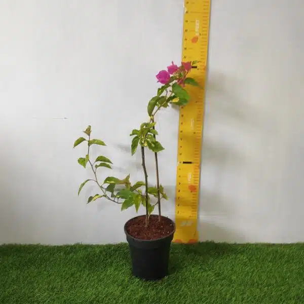 Bougainvillea Vicky (Paperflower) - Image 2