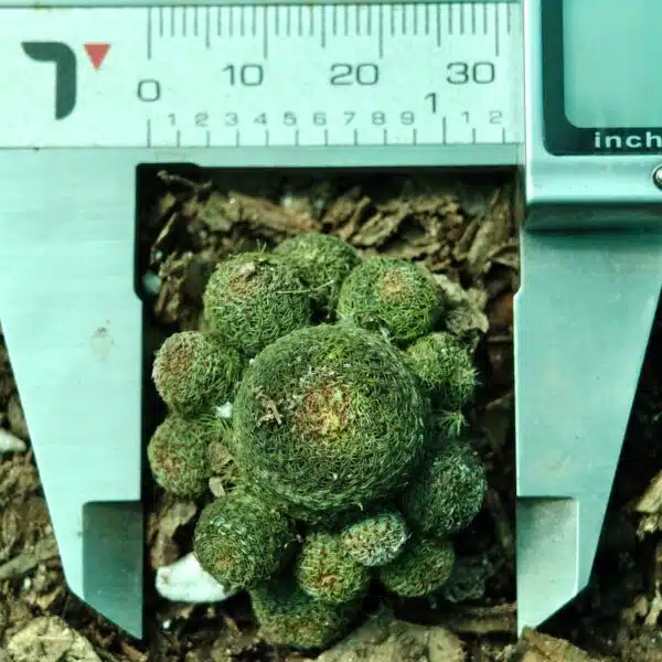 Rebutia heliosa - Image 10