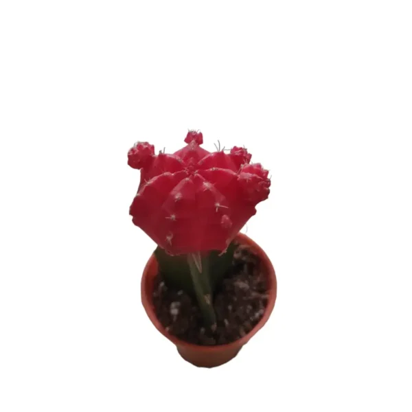 Moon Cactus Red (Grafted) - Cactus Plant - Image 2
