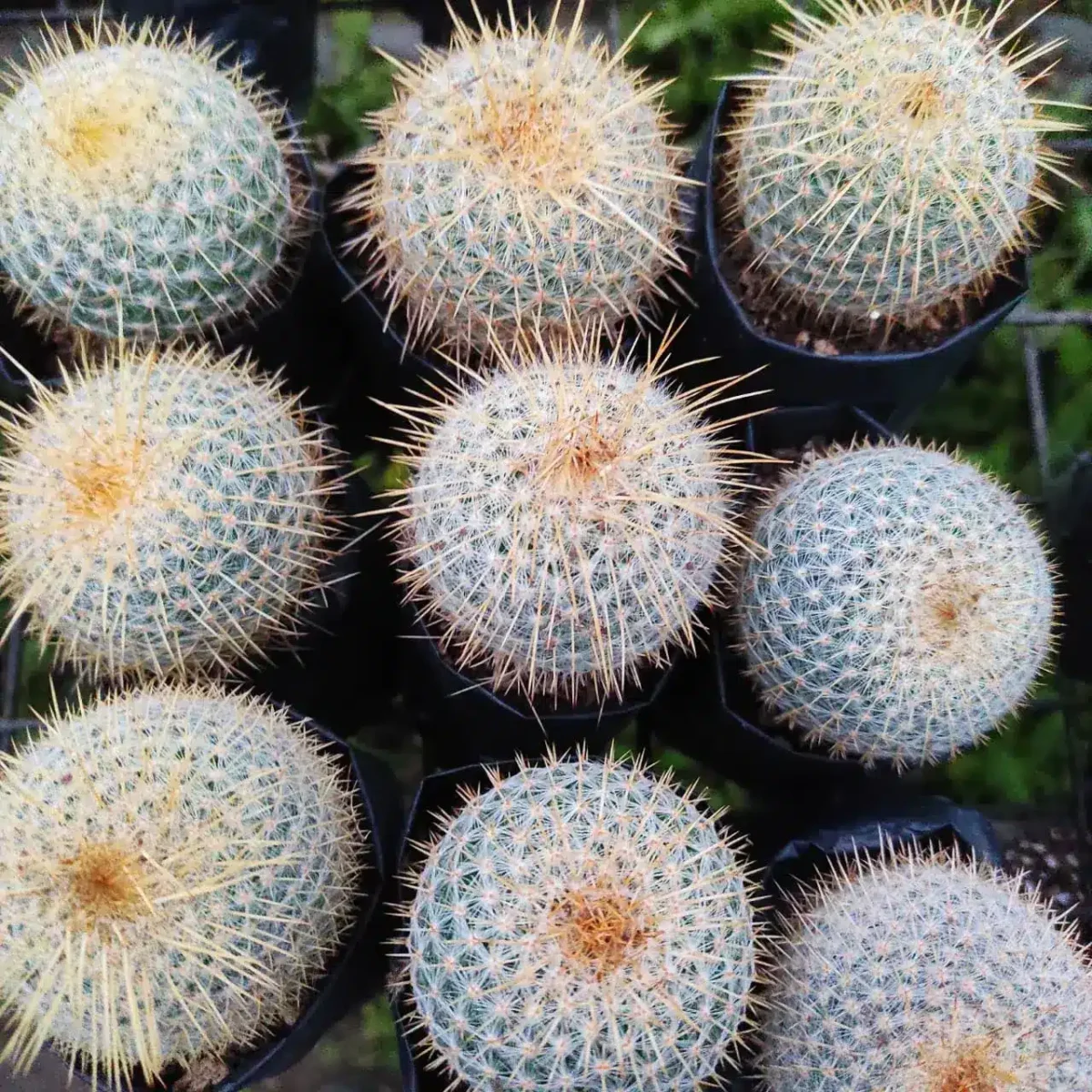 Mammillaria celsiana longispina - Image 2