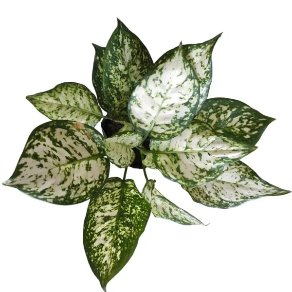 Aglaonema Snow White - Image 4