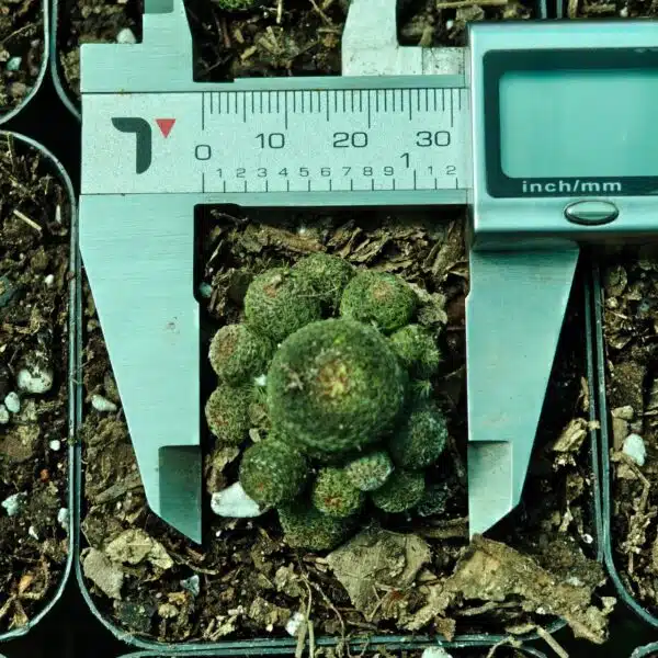 Rebutia heliosa - Image 9