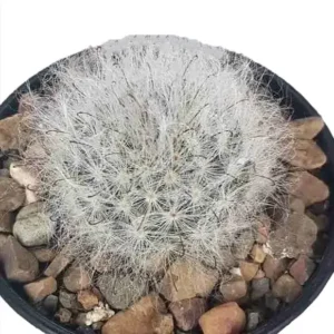 Mammillaria bocasana