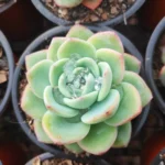 Succulent