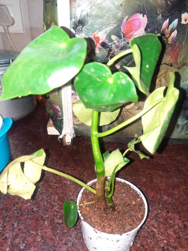 Image #1 from Neha Dalvi
