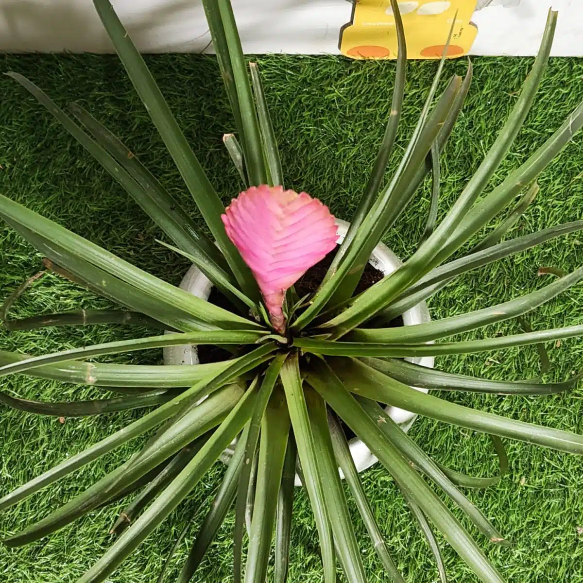 Tillandsia (Wallisia cyanea or pink quill) - Image 11