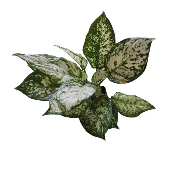 Aglaonema Snow White - Image 3