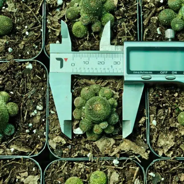 Rebutia heliosa - Image 3