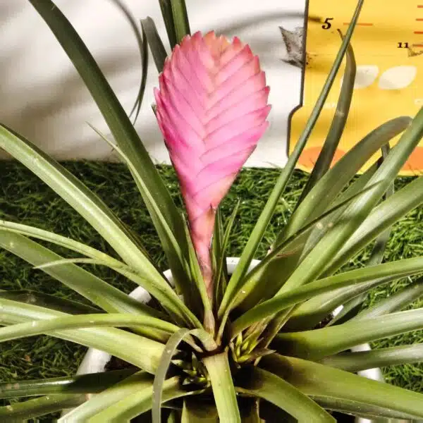 Tillandsia (Wallisia cyanea or pink quill) - Image 9
