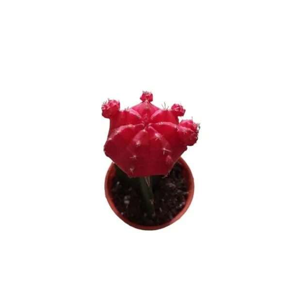Moon Cactus Red (Grafted) - Cactus Plant