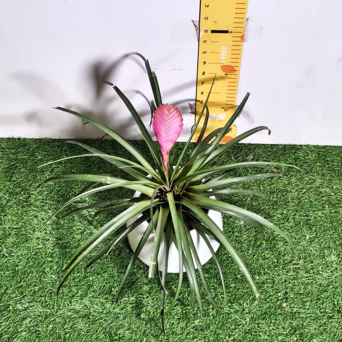 Tillandsia (Wallisia cyanea or pink quill) - Image 7
