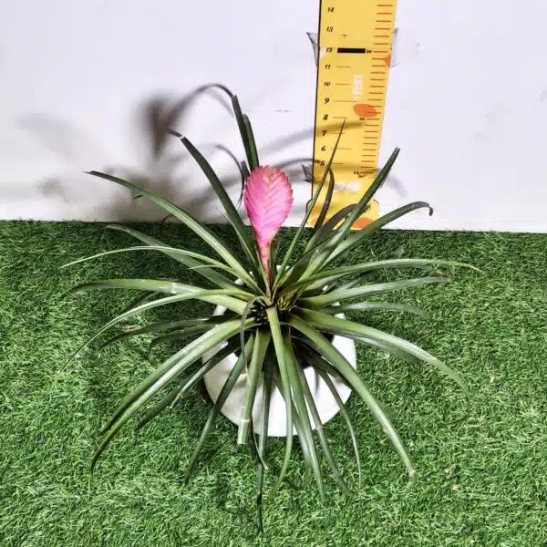 Tillandsia (Wallisia cyanea or pink quill) - Image 7