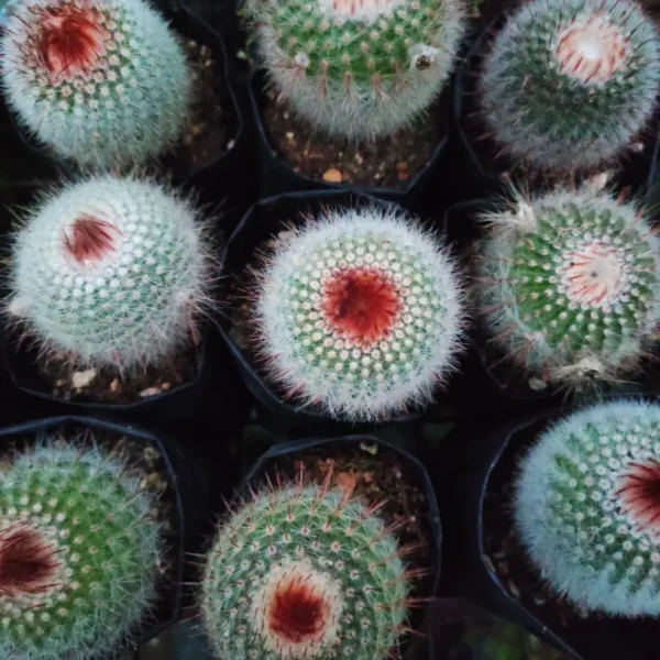 Notocactus (Parodia) scopa v. rubra - Image 2