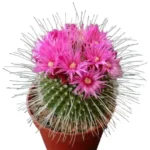 Mammillaria spinosissima cv.'Un Pico'