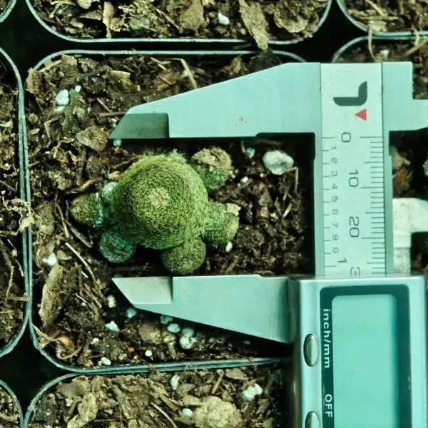 Rebutia heliosa - Image 5