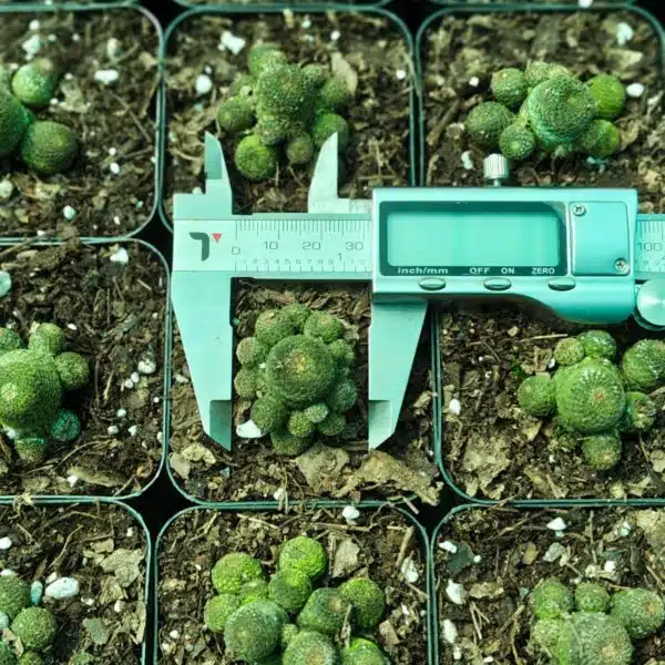 Rebutia heliosa - Image 8