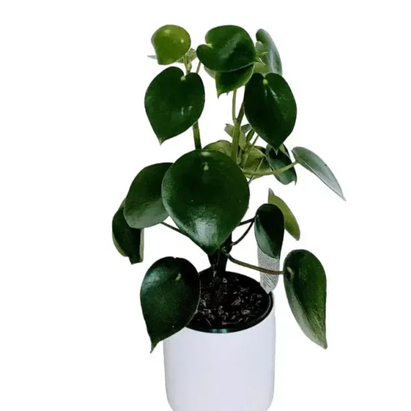 Peperomia Raindrop/Coin Plant (Polybotrya) - Image 4