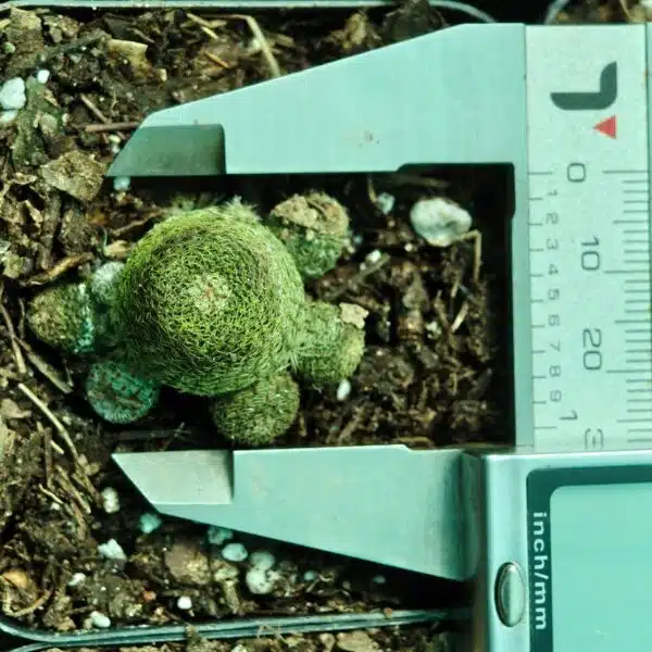 Rebutia heliosa - Image 4