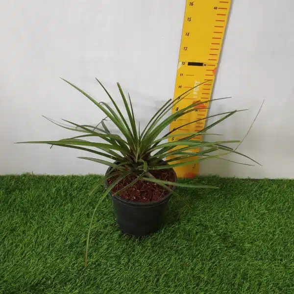 Tillandsia (Wallisia cyanea or pink quill) - Image 14