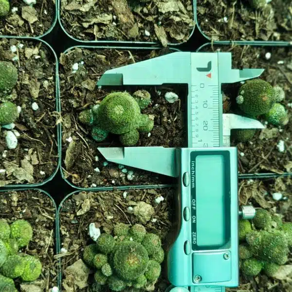 Rebutia heliosa - Image 6