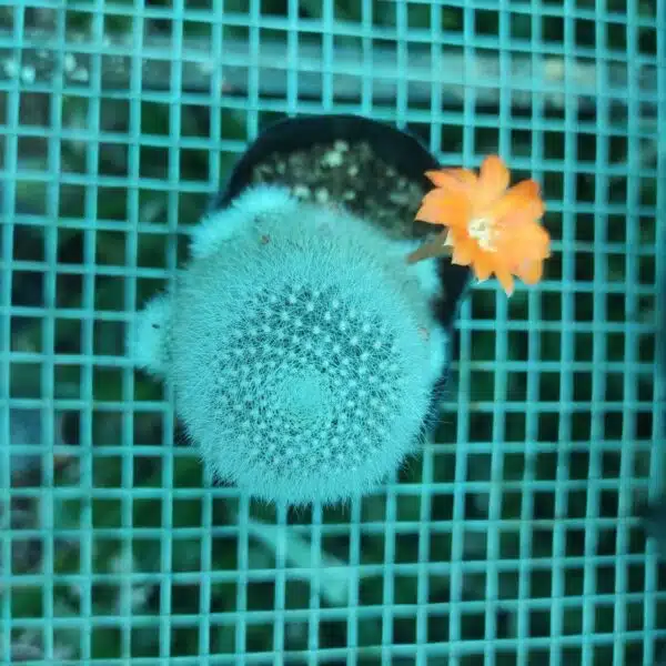 Aylostera muscula - Image 2