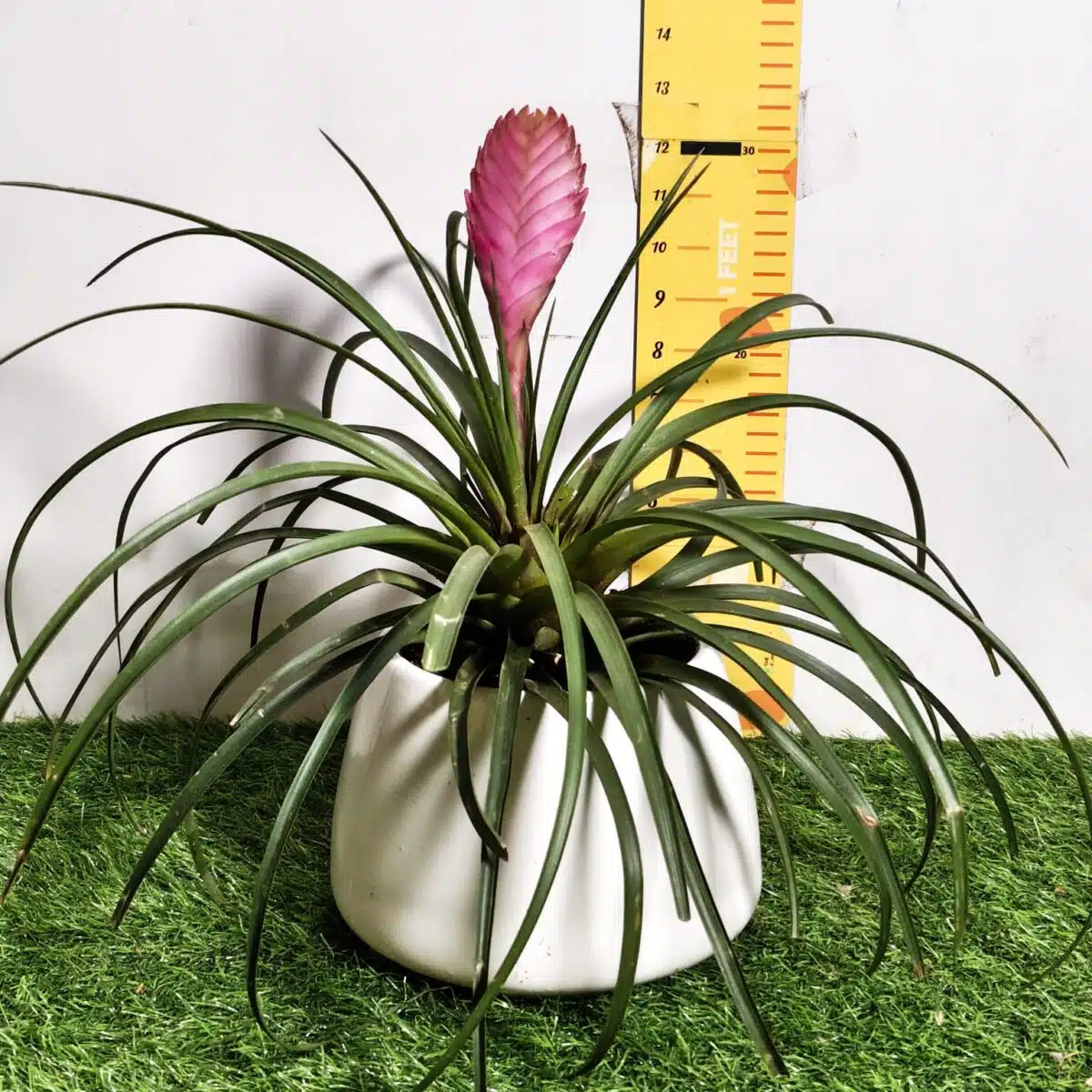 Tillandsia (Wallisia cyanea or pink quill) - Image 3