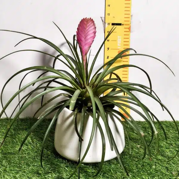 Tillandsia (Wallisia cyanea or pink quill) - Image 3