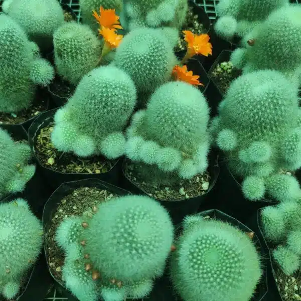 Aylostera muscula - Image 5