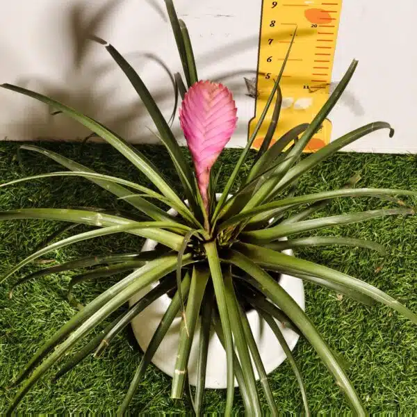 Tillandsia (Wallisia cyanea or pink quill) - Image 8