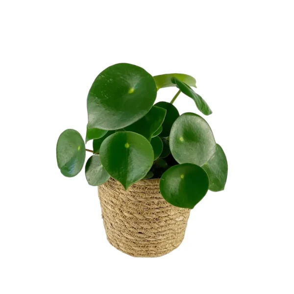 Peperomia Raindrop/Coin Plant (Polybotrya) - Image 2
